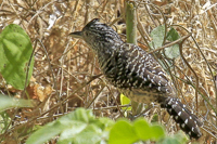 Thamnophilus doliatus